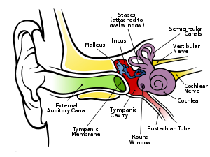 Illusion of Hearing
